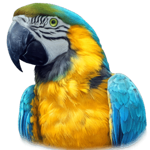 parrot pal blue